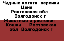 Чудные котята (персики) › Цена ­ 500 - Ростовская обл., Волгодонск г. Животные и растения » Кошки   . Ростовская обл.,Волгодонск г.